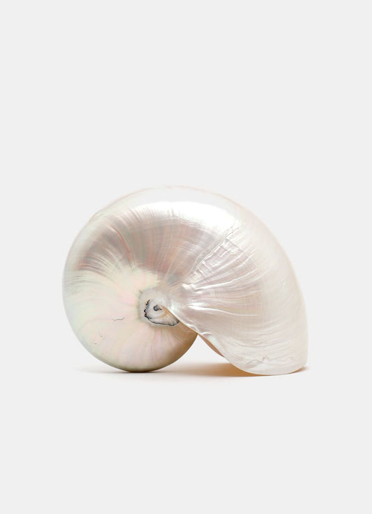 Nautilus Pompilius Shell